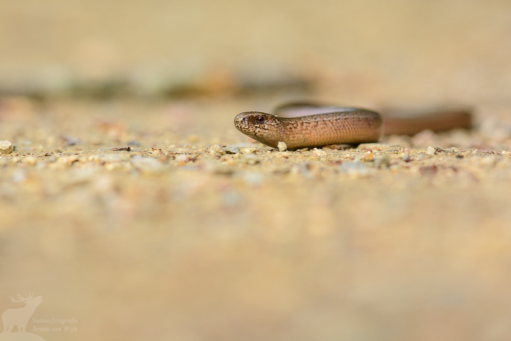 Hazelworm (Anguis fragilis)