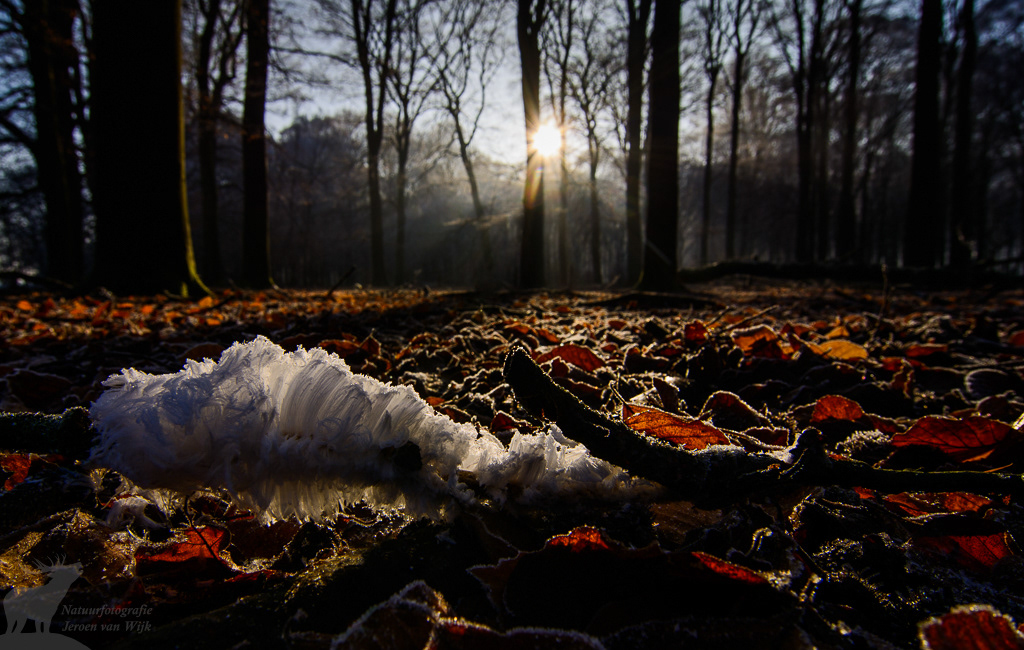 IJshaar in een beukenbos