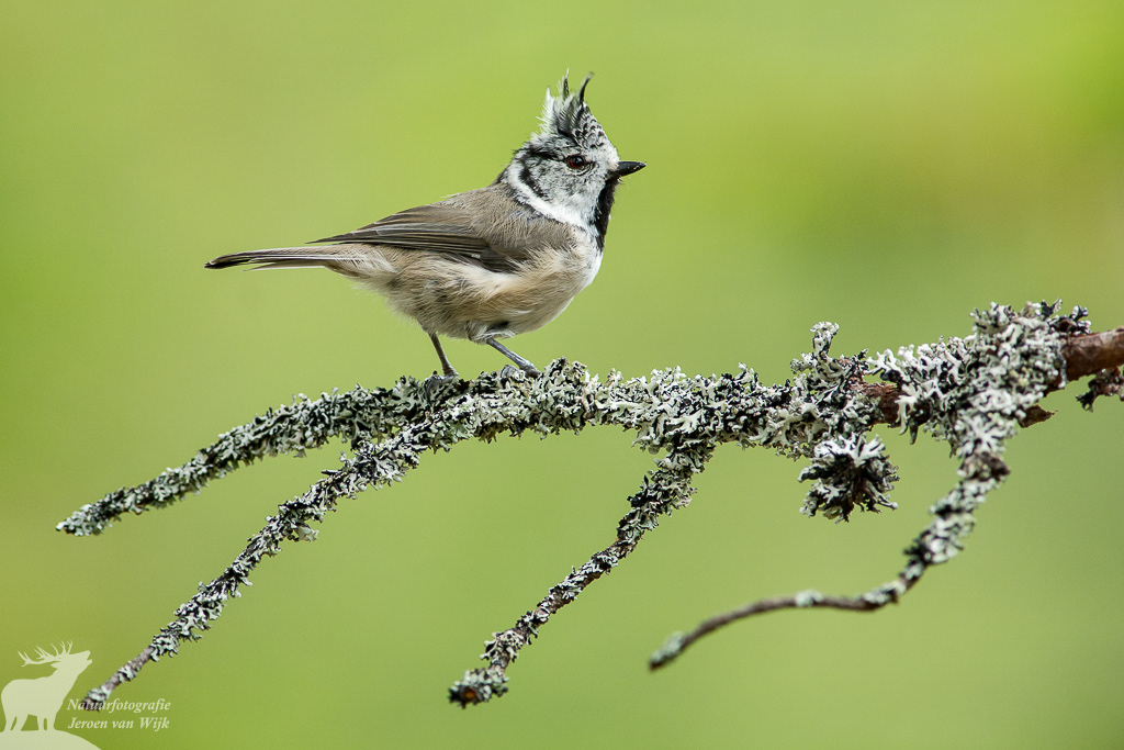Kuifmees (Lophophanes cristatus), Zweeds Lapland, 2013.