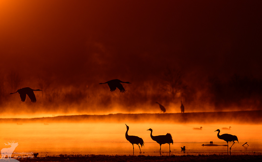 Kraanvogels (Grus grus) bij zonsopkomst