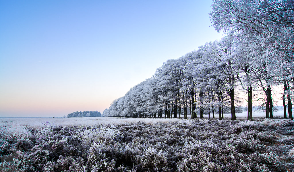 Berijpte heide en beukenlaan