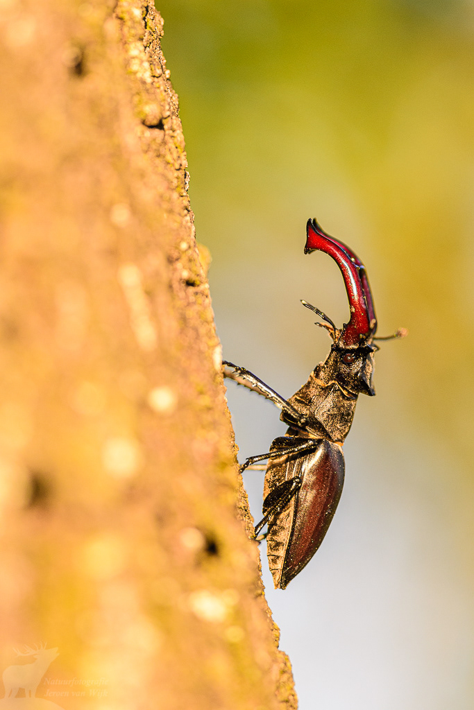 Vliegend hert (Lucanus cervus) in een oude eik