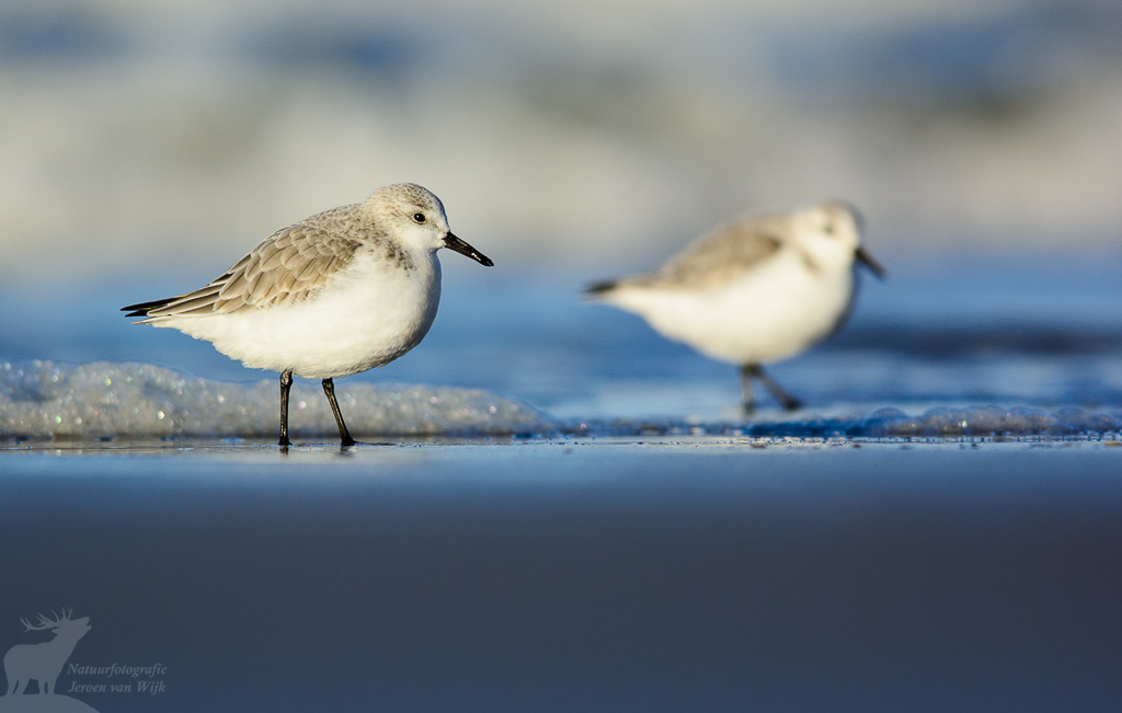 Drieteenstrandloper (Calidris alba)