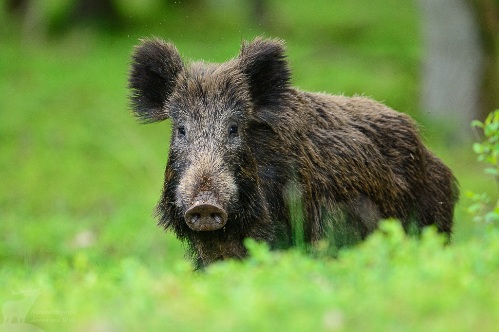 Wild zwijn (Sus scrofa)