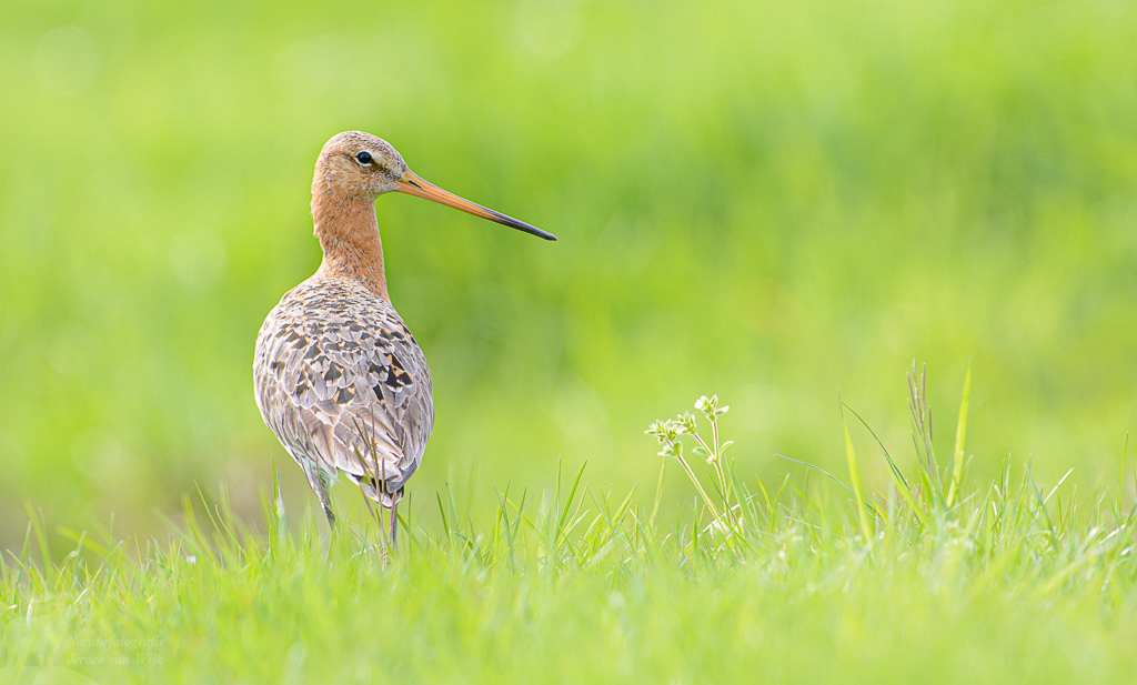 Grutto (Limosa limosa)