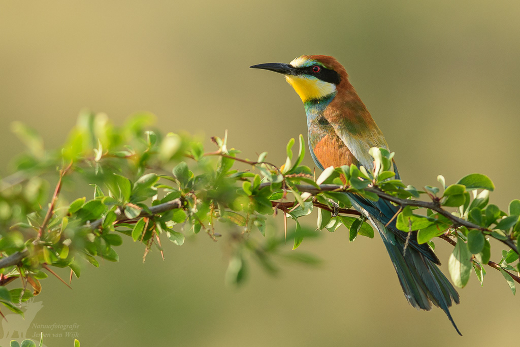 Bijeneter (Merops apiaster)