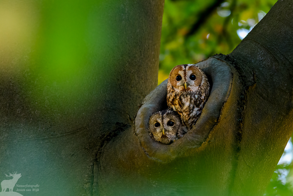 Bosuil (Strix aluco)