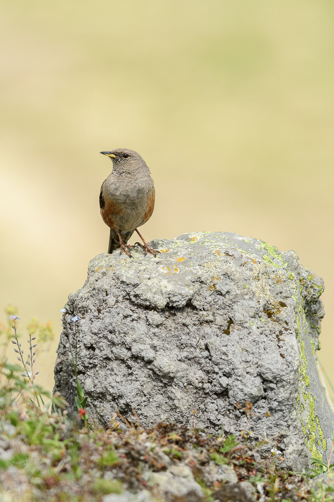 Alpenheggenmus (Prunella collaris)
