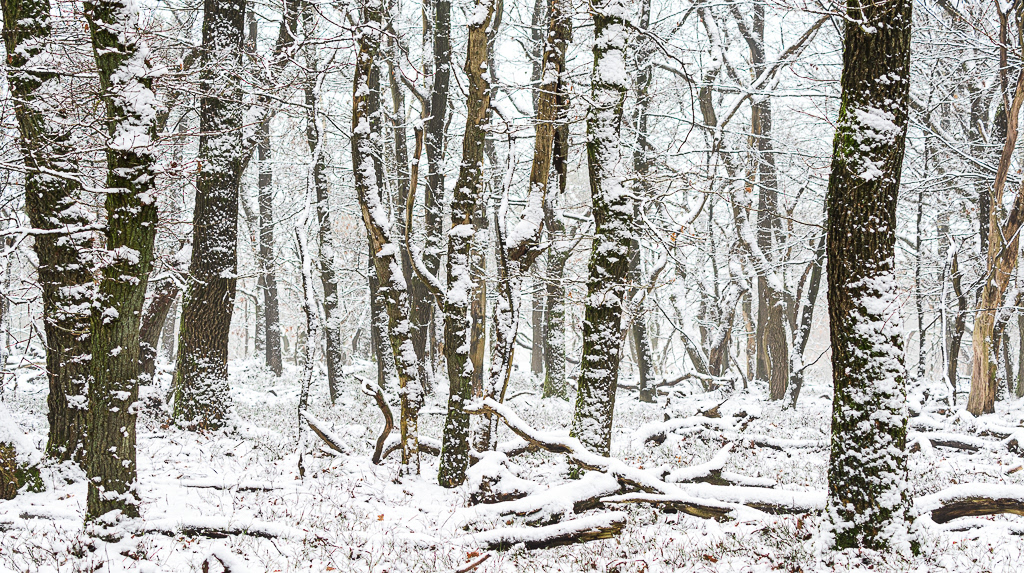 Besneeuwd eikenbos