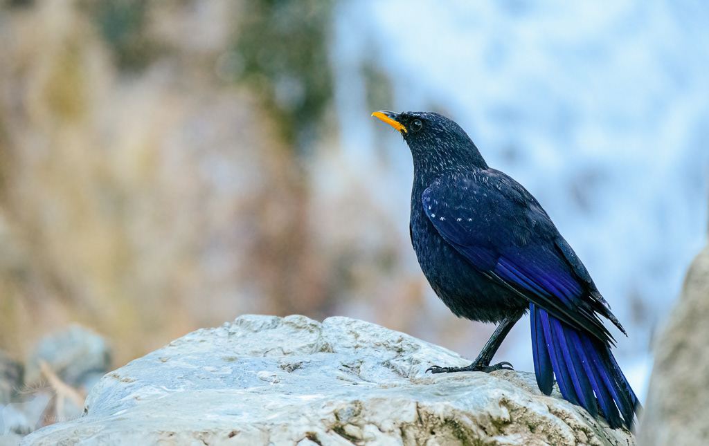 Chinese fluitlijster (Myophonus caeruleus). Tar, mei 2019.