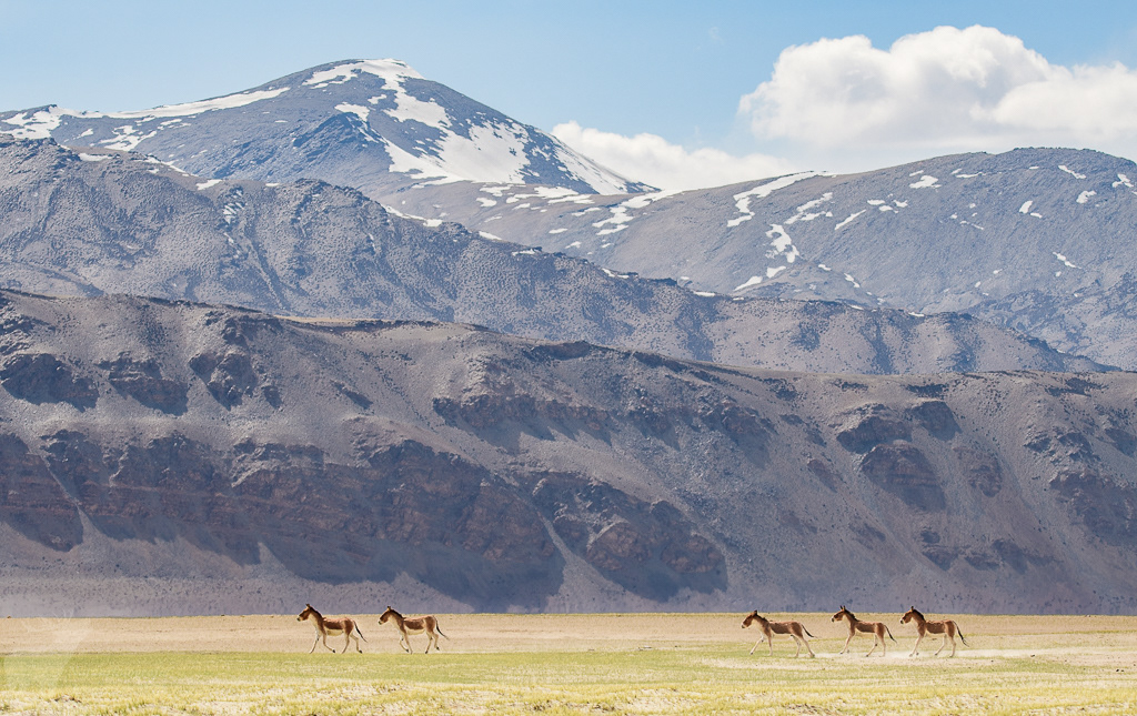 Kiang (Equus kiang). Tso Kar Lake, juni 2019.