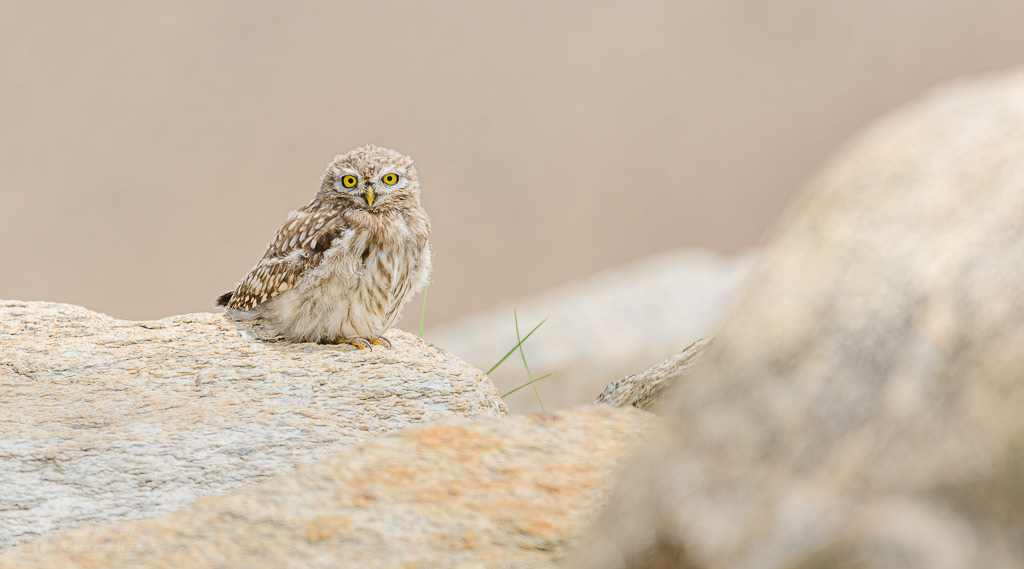 Steenuil (Athene noctua). Tso Kar Lake, juli 2019.