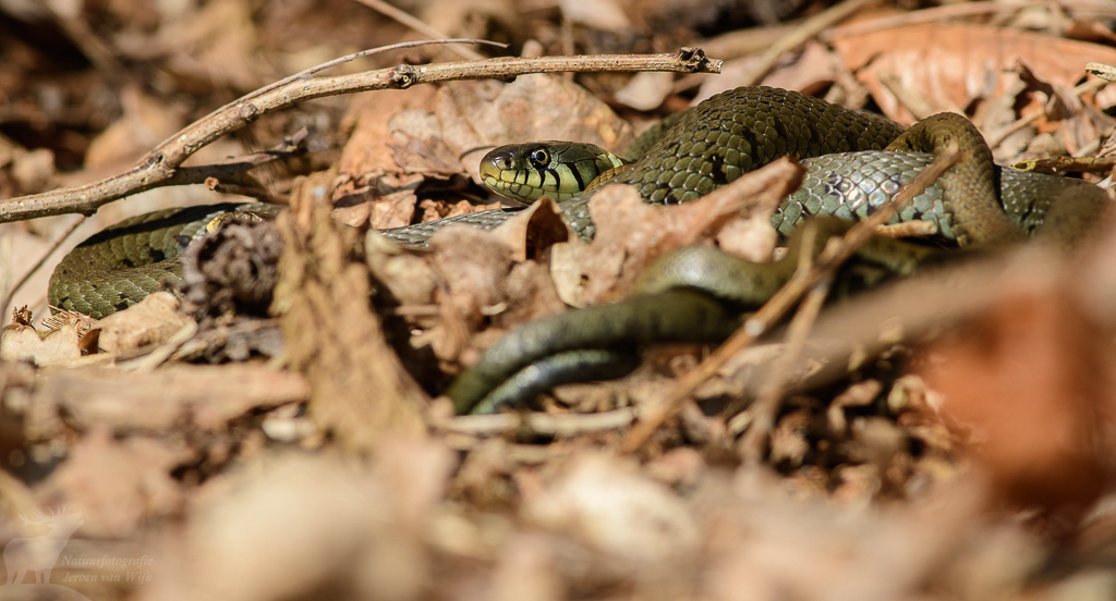 Ringslang (Natrix natrix)