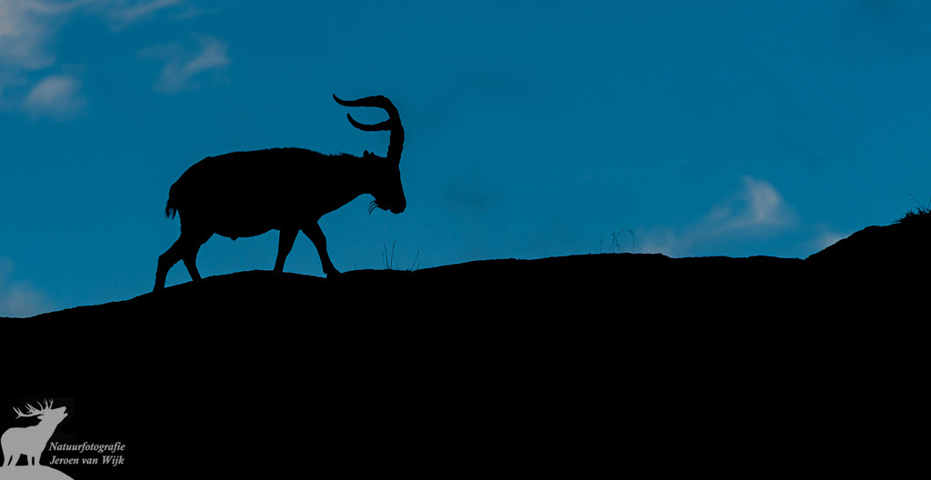 Spaanse steenbok (Capra pyrenaica), Sierra de Gredos