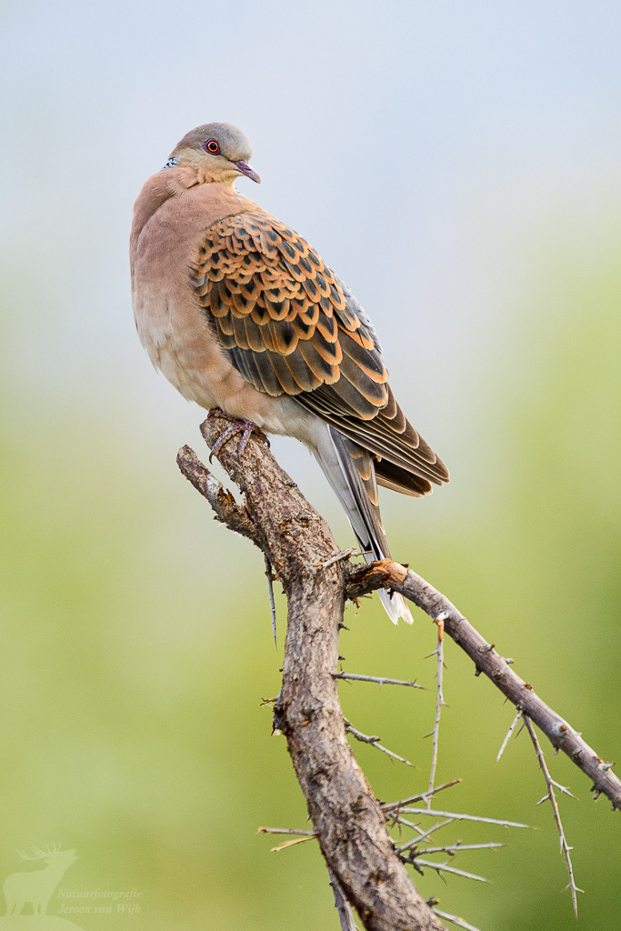 Oosterse tortel (Streptopelia orientalis). Choglamsar, juni 2019.
