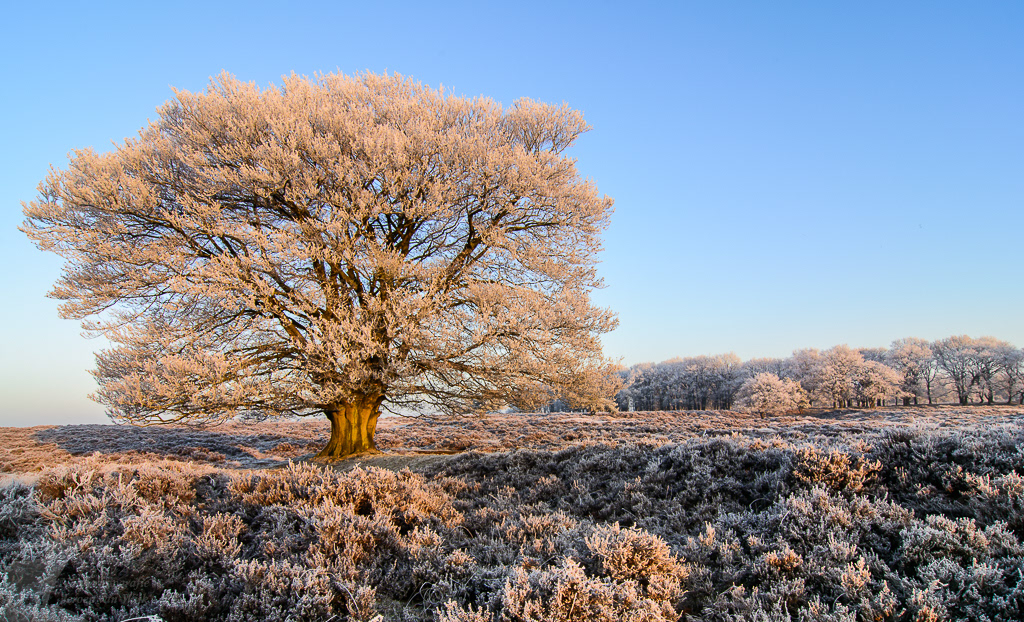 Berijpte beuk in het licht van de opkomende zon