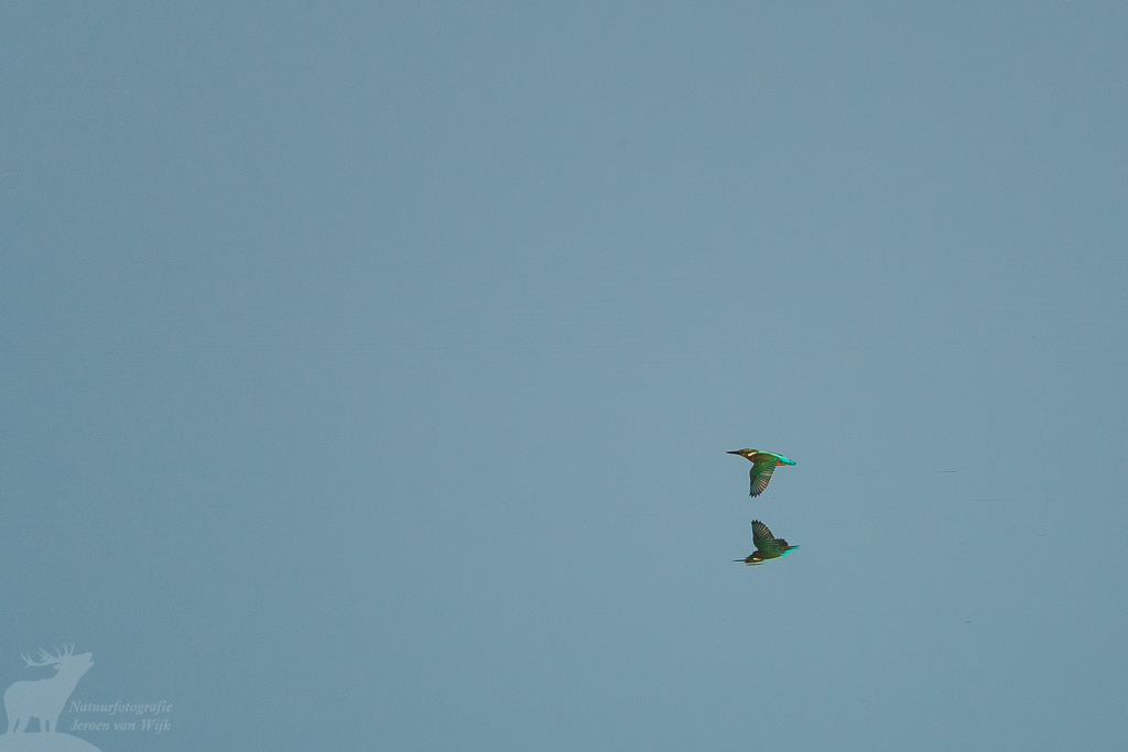 IJsvogel (Alcedo atthis)