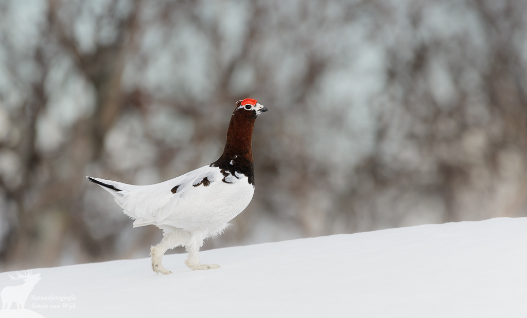 Mannetje moerassneeuwhoen (Lagopus lagopus)