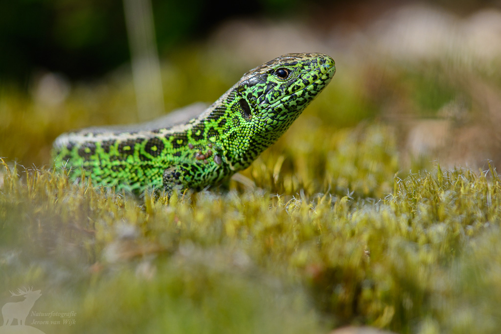 Zandhagedis (Lacerta agilis)