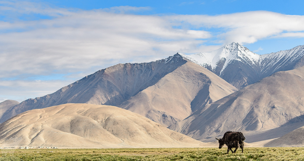 Gedomesticeerde jak (Bos grunniens). Changthang Cold Desert Wildlife Sanctuary, juli 2019.