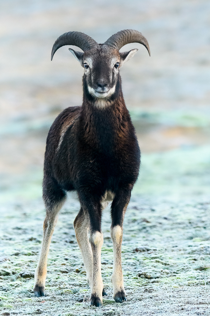 Moeflon (Ovis orientalis musimon)