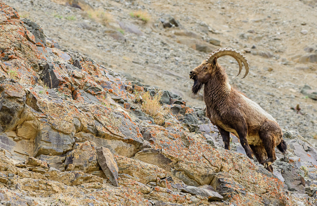Mannelijke Siberische steenbok (Capra ibex sibirica). Tar, mei 2019.