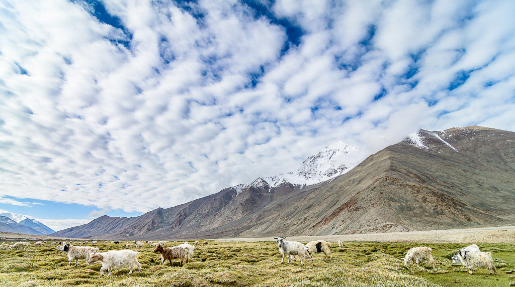 Ladakh Pashmina geiten. Changthang Cold Desert Wildlife Sanctuary, juli 2019.