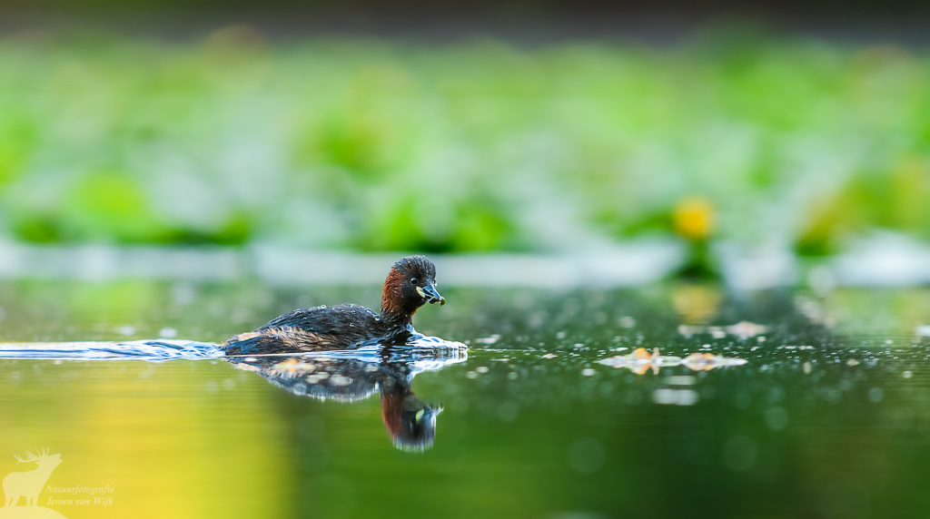 Dodaars (Tachybaptus ruficollis)