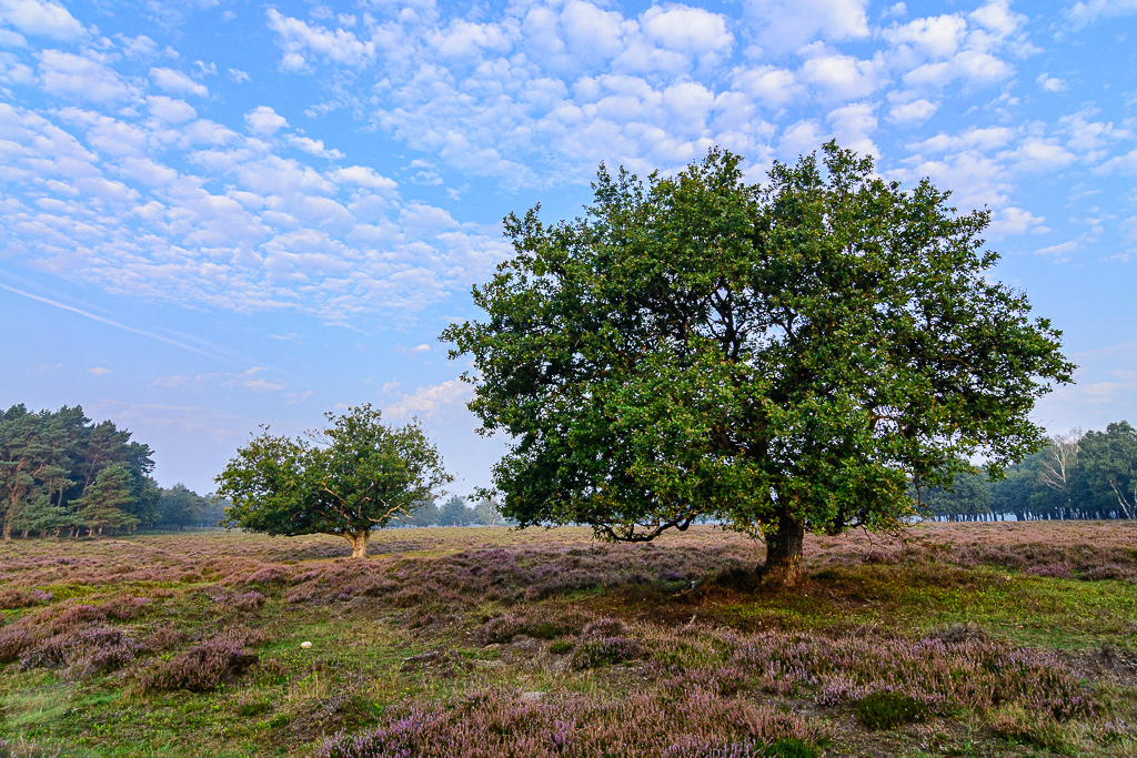 Eiken in bloeiende heide