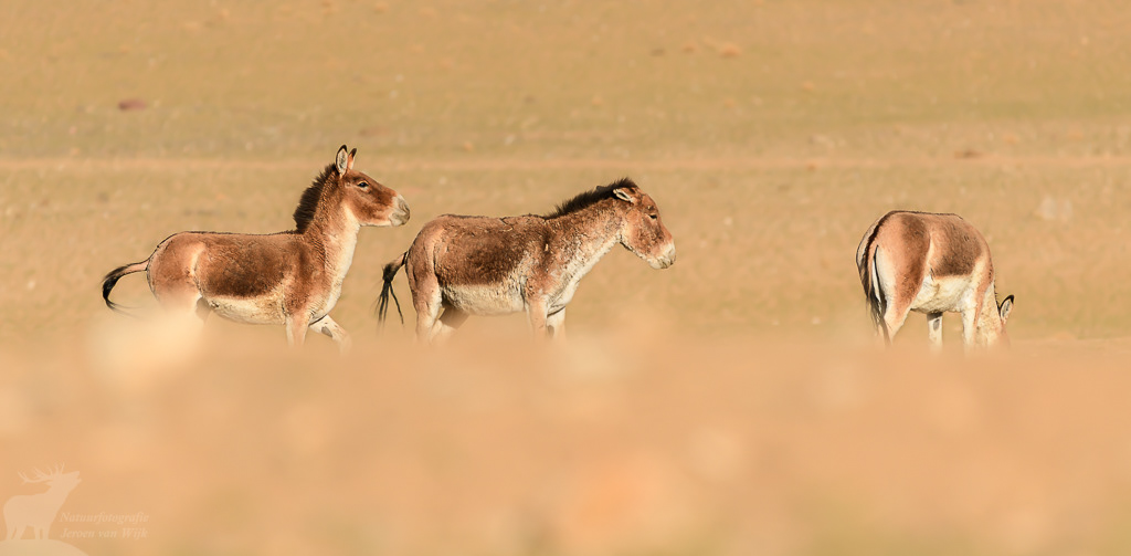 Kiang (Equus kiang). Tso Kar Lake, juni 2019.