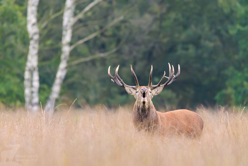 Edelhert (Cervus elaphus)