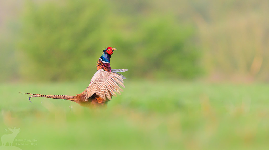 Fazant (Phasianus colchicus)