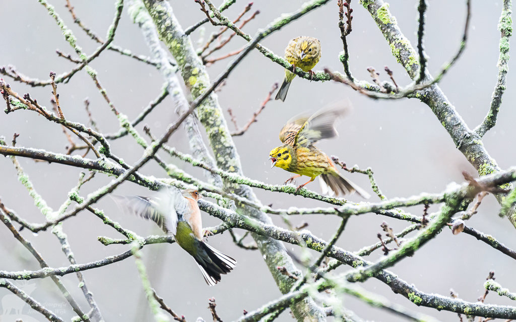 Geelgors (Emberiza citrinella)