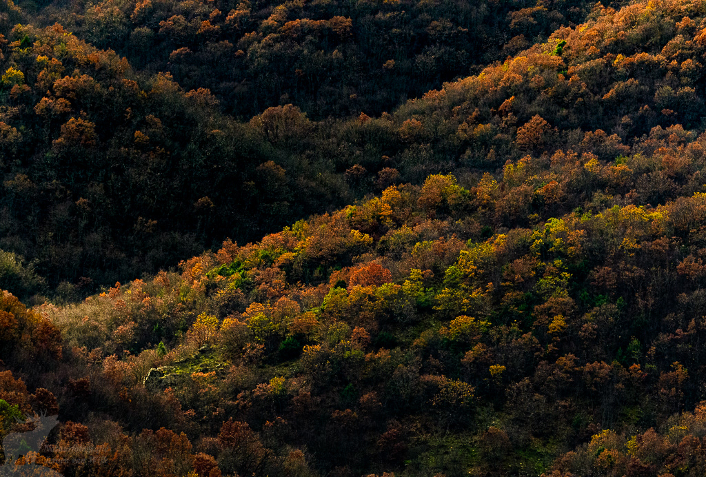 Bomen in avondlicht, Kerkini Lake, Griekenland