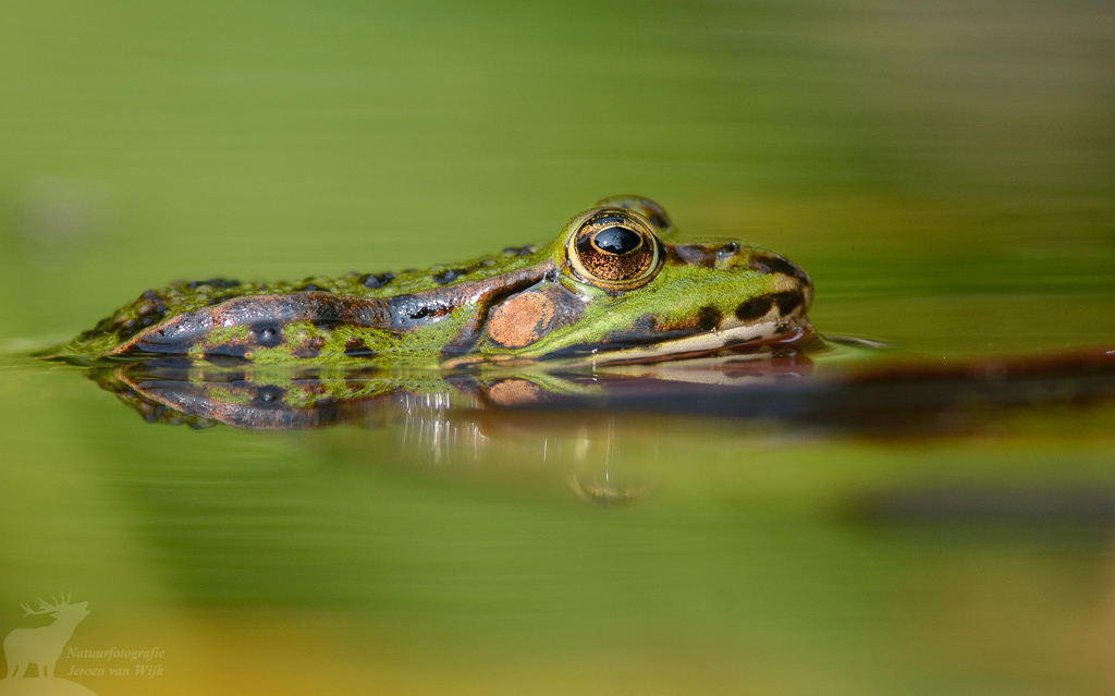 Groene kikker (Pelophylax spec.)