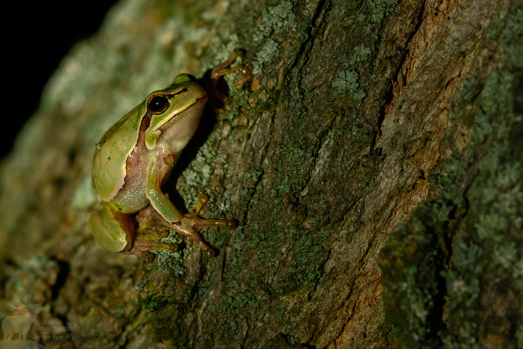 Boomkikker (Hyla arborea) in de Donaudelta