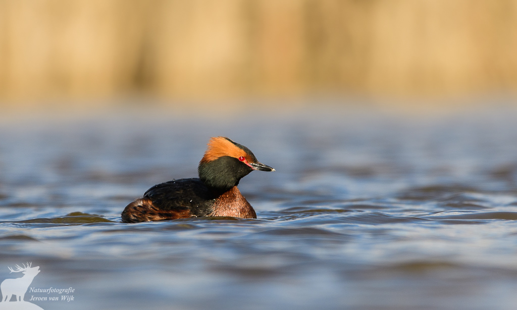 Kuifduiker (Podiceps auritus)