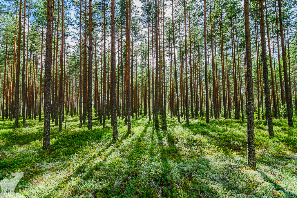 Dennenbos in Midden-Zweden, 2017.