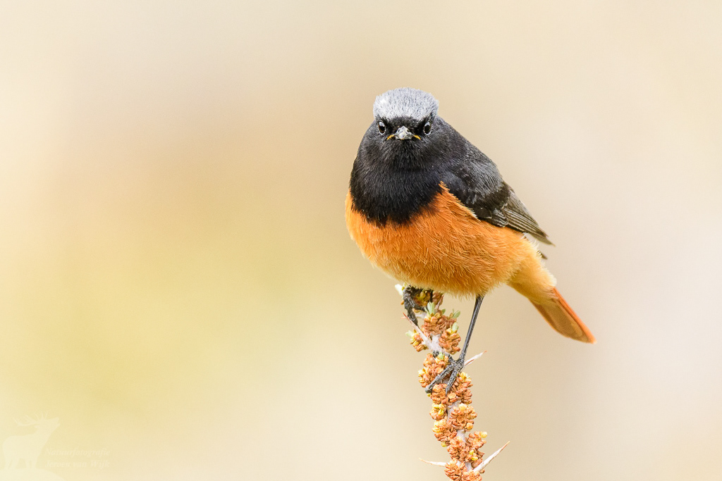 Zwarte roodstaart (Phoenicurus ochruros). Leh, mei 2019.