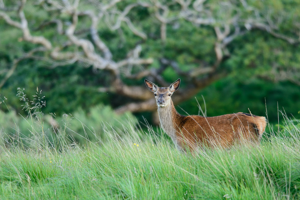 Edelhert (Cervus elaphus)