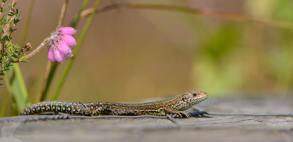 Levendbarende hagedis (Zootoca vivipara)