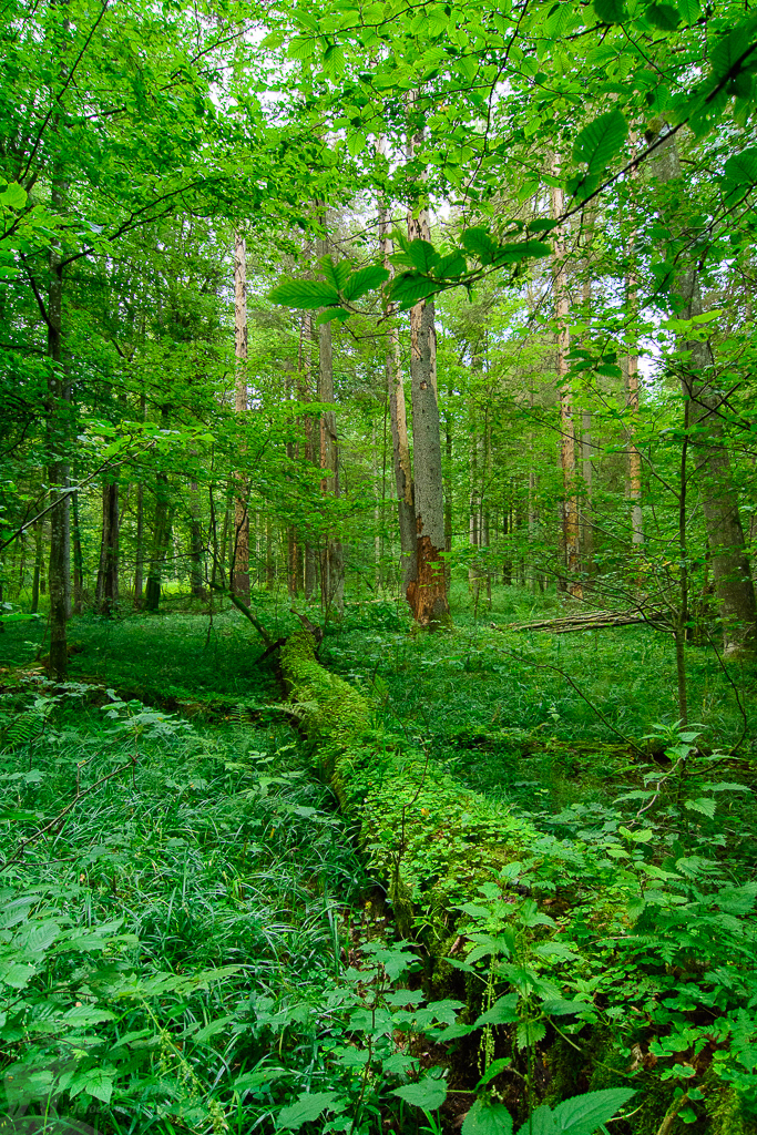 Streng beschermd oerbos van Białowieża