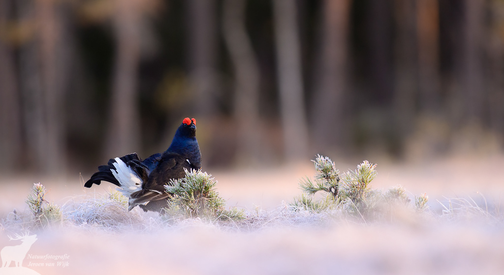 Korhoen (Lyrurus tetrix)