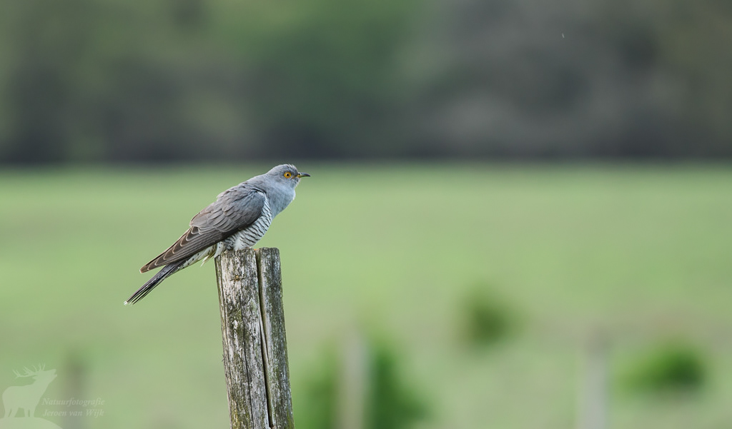 Koekoek (Cuculus canorus)