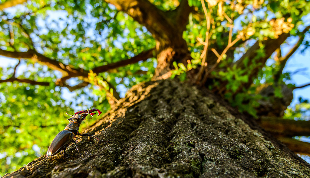 Vliegend hert (Lucanus cervus) in een oude eik
