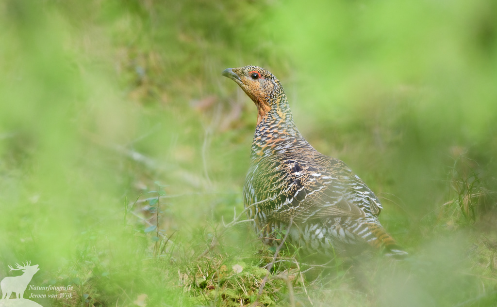 Vrouwtje auerhoen (Tetrao urogallus)