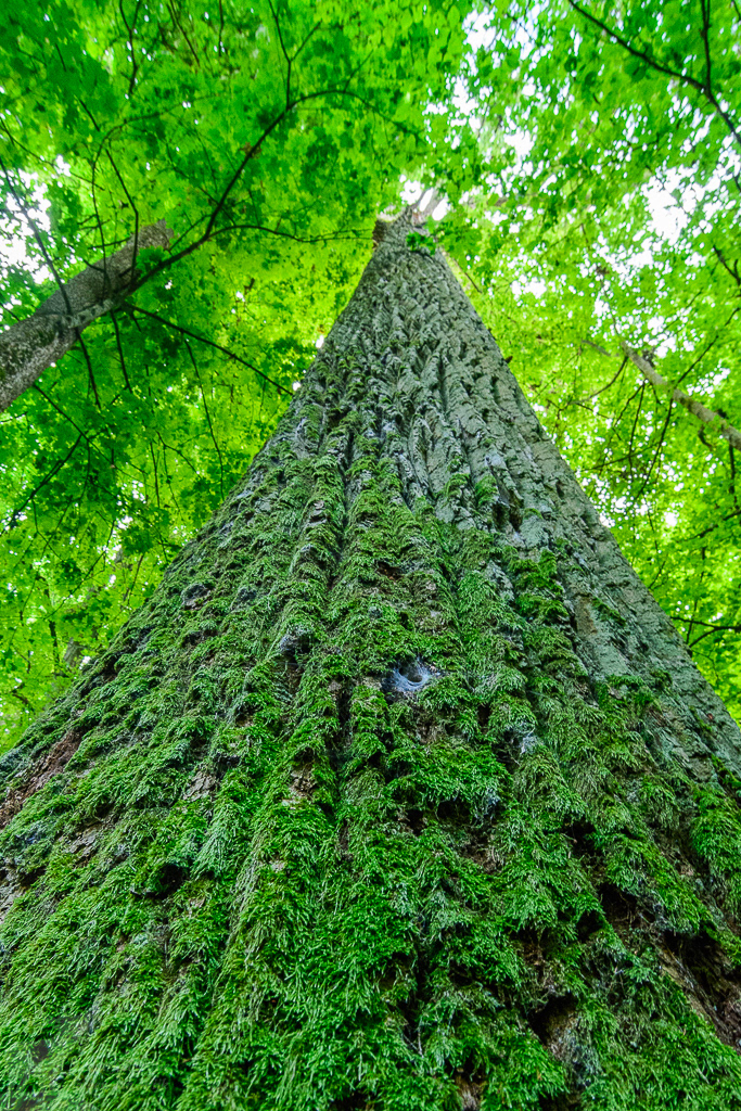 Zomereik (Quercus robus) van zo'n 40 meter hoog in het streng beschermde oerbos van Białowieża