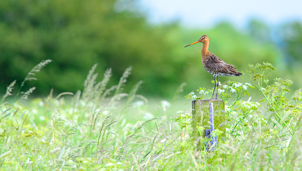 Grutto (Limosa limosa)