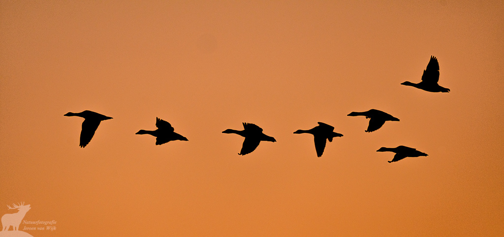 Grauwe gans (Anser anser)