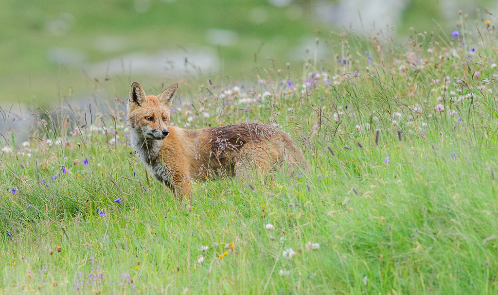 Vos (Vulpes vulpes)